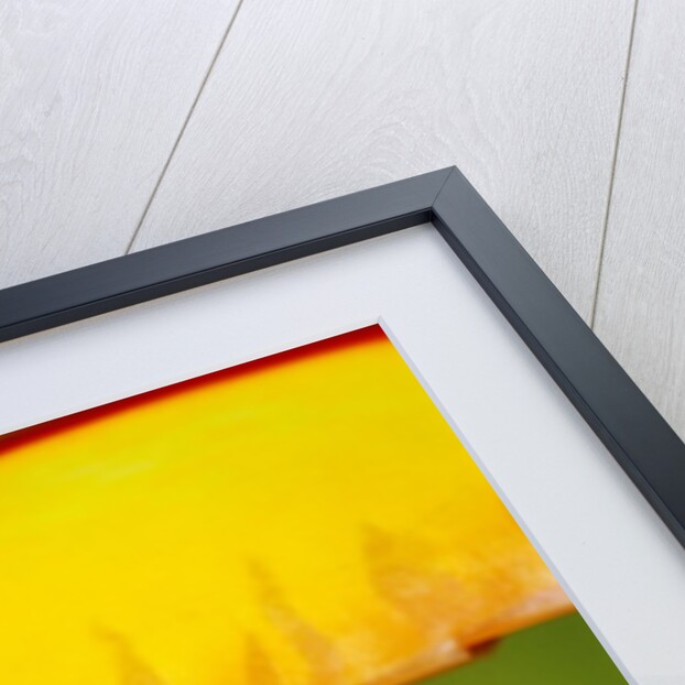 Head and Beak of a Toco Toucan by Anonymous