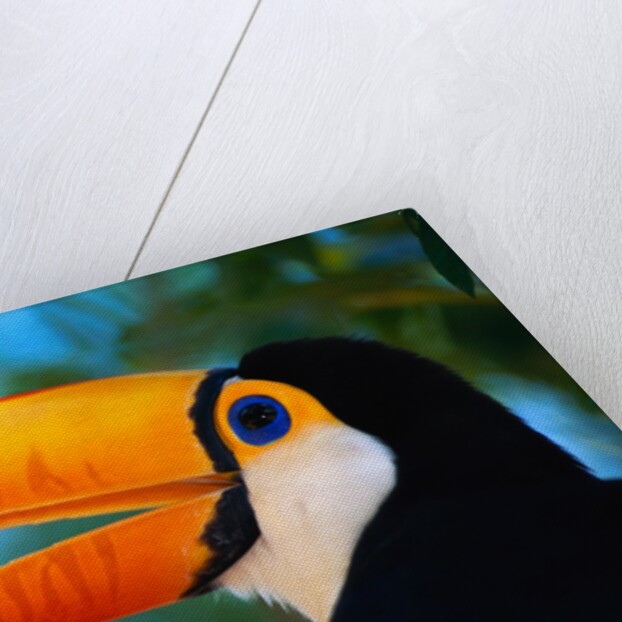 Toco Toucan by Anonymous