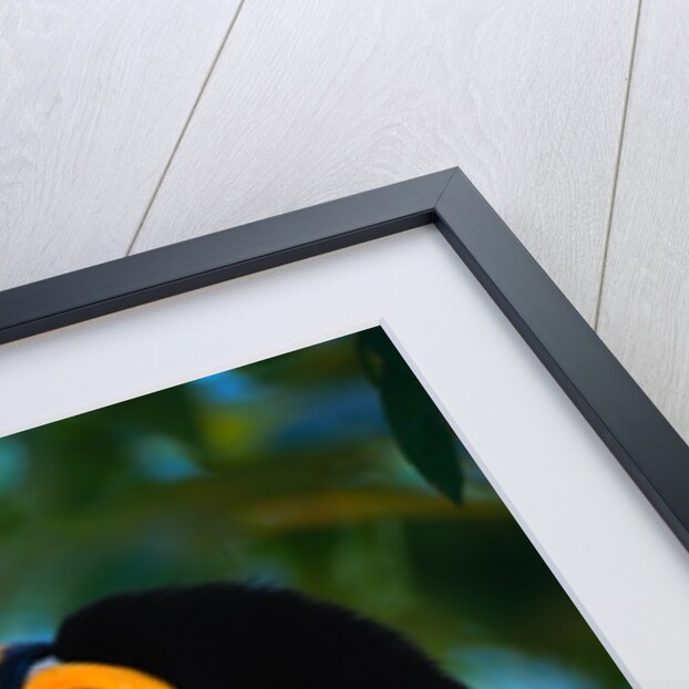 Toco Toucan by Anonymous