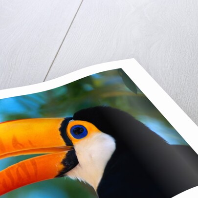 Toco Toucan by Anonymous