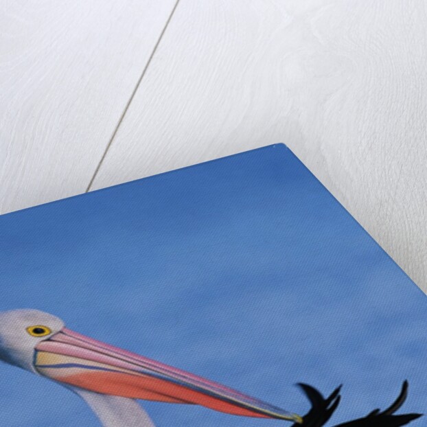 Australian Pelican Grooming by Anonymous
