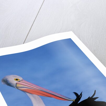 Australian Pelican Grooming by Anonymous