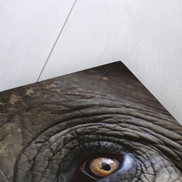Indian Elephant's Eye by Anonymous