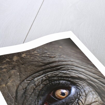 Indian Elephant's Eye by Anonymous