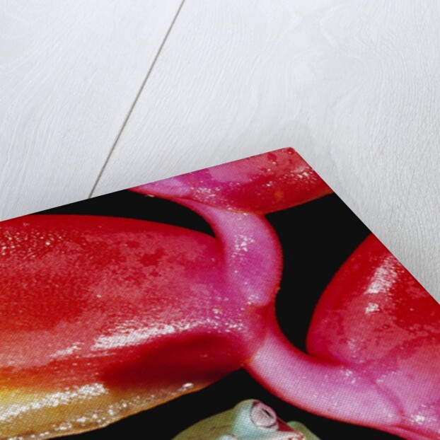 Two-colored Tree Frog on Lobster Claw Heliconia by Anonymous