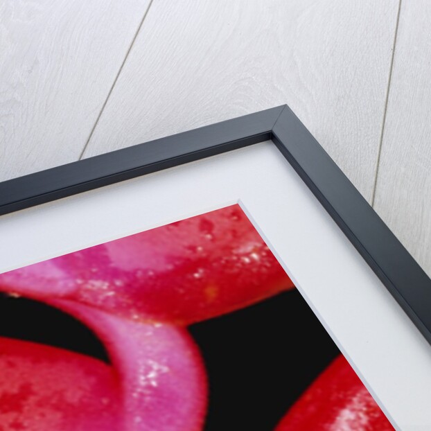 Two-colored Tree Frog on Lobster Claw Heliconia by Anonymous