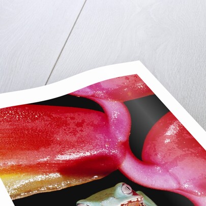 Two-colored Tree Frog on Lobster Claw Heliconia by Anonymous