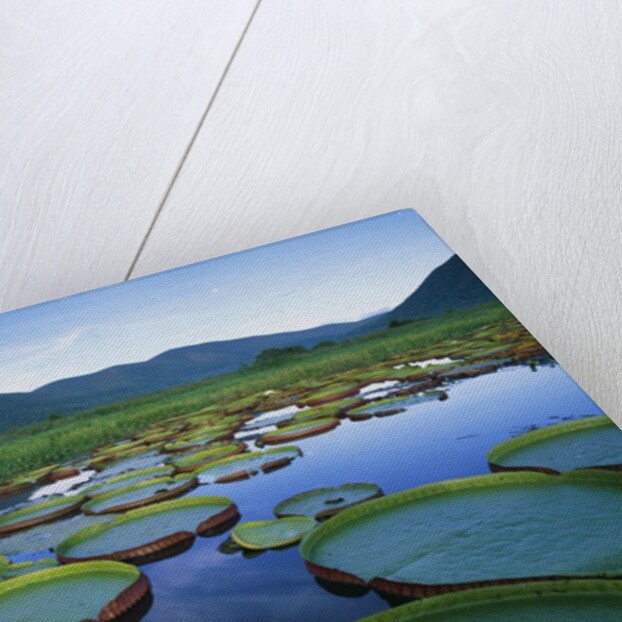 Royal Water-Lilies in the Pantanal by Anonymous
