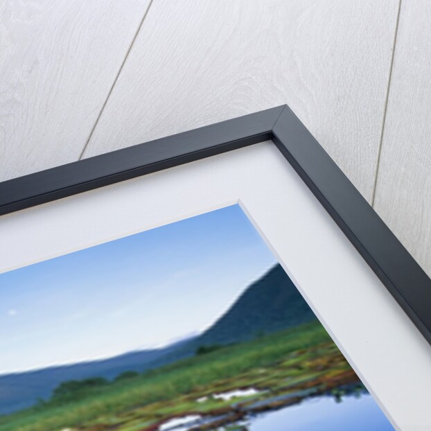 Royal Water-Lilies in the Pantanal by Anonymous