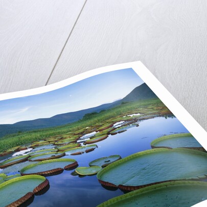 Royal Water-Lilies in the Pantanal by Anonymous