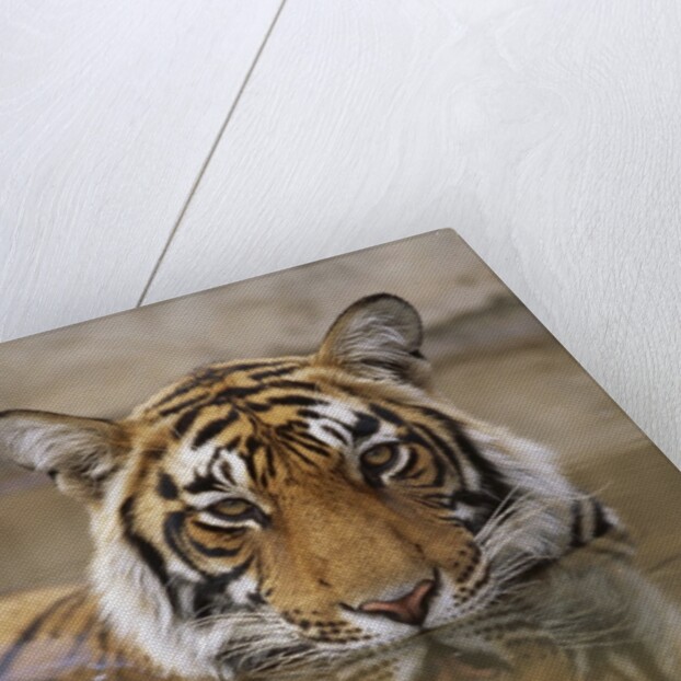 Young Tiger in Water by Anonymous