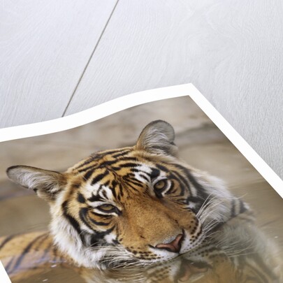 Young Tiger in Water by Anonymous