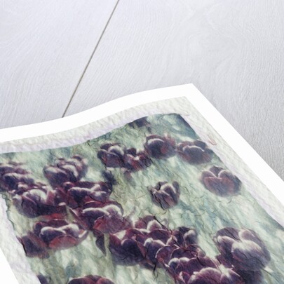 Purple Tulips by Kim Koza