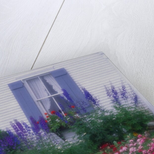 Blooming Cottage Flowers by Anonymous