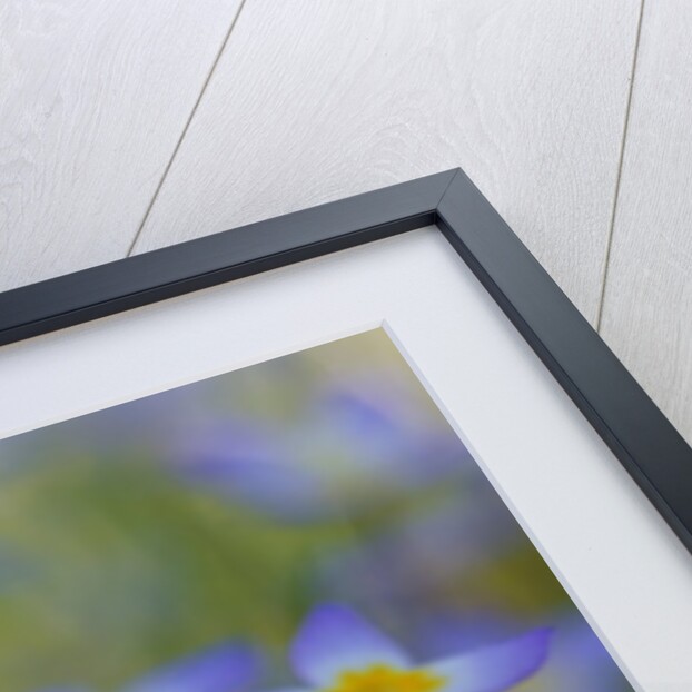 Bluets Close-Up by Anonymous