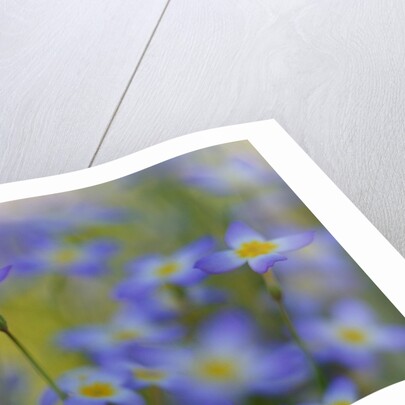 Bluets Close-Up by Anonymous