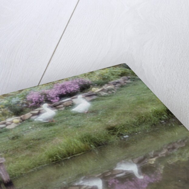 Duck Pond by Susan C. Rosenthal