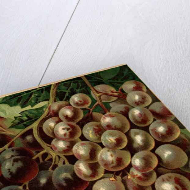 Alden Fruit Vinegar, Grapes Postcard Advertisement by Anonymous