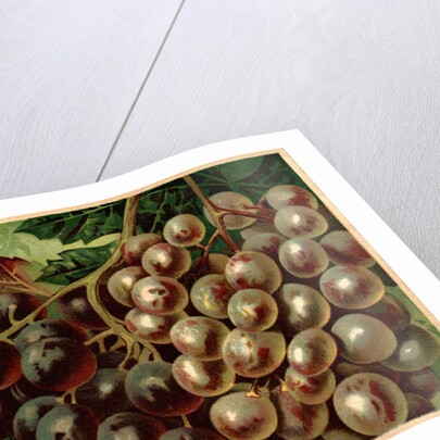 Alden Fruit Vinegar, Grapes Postcard Advertisement by Anonymous