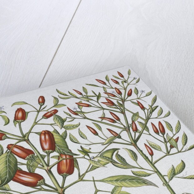 Piper Indicum by Basil Besler