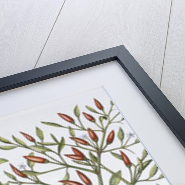 Piper Indicum by Basil Besler