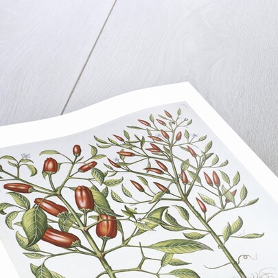 Piper Indicum by Basil Besler