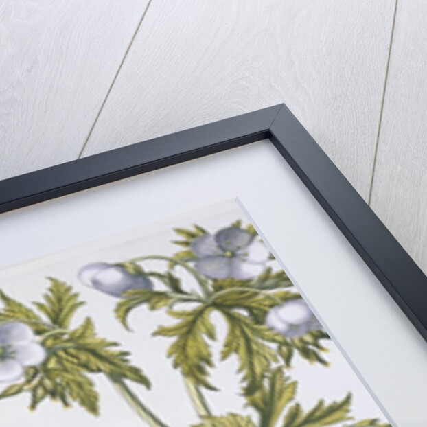 Geranium Muscatum by Basil Besler