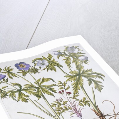 Geranium Muscatum by Basil Besler