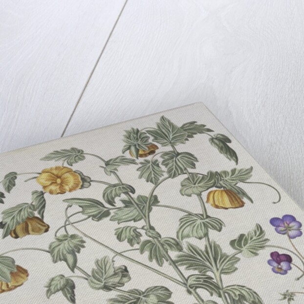 Papaver Corniculatum by Basil Besler