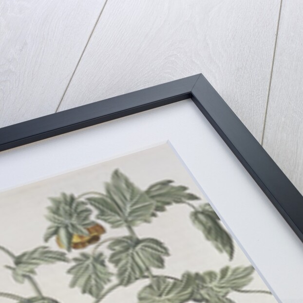 Papaver Corniculatum by Basil Besler