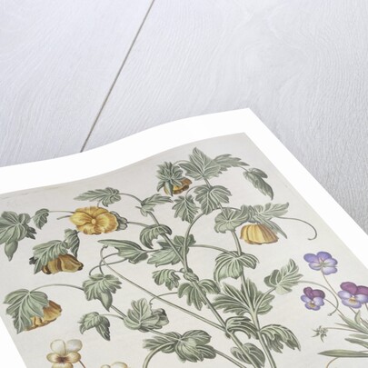 Papaver Corniculatum by Basil Besler