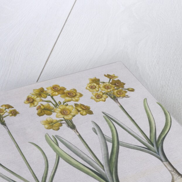 Narcissis Polyanthus by Basil Besler