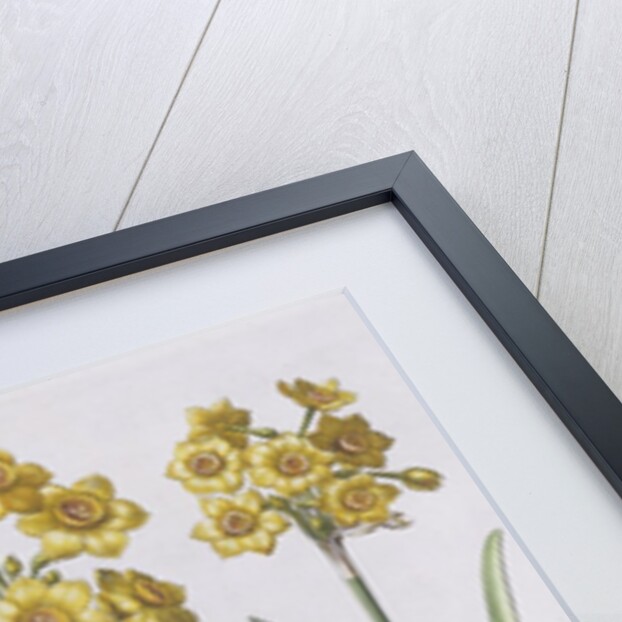 Narcissis Polyanthus by Basil Besler