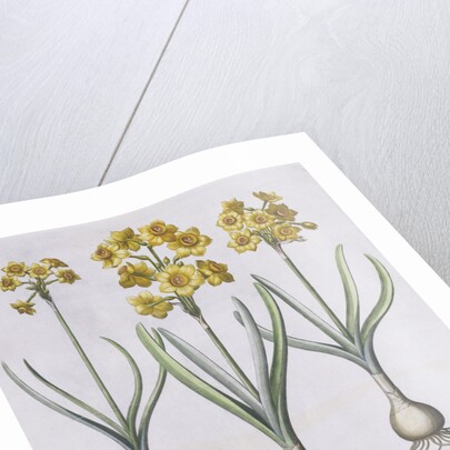 Narcissis Polyanthus by Basil Besler