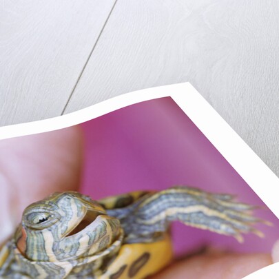 Small Turtle by Anonymous
