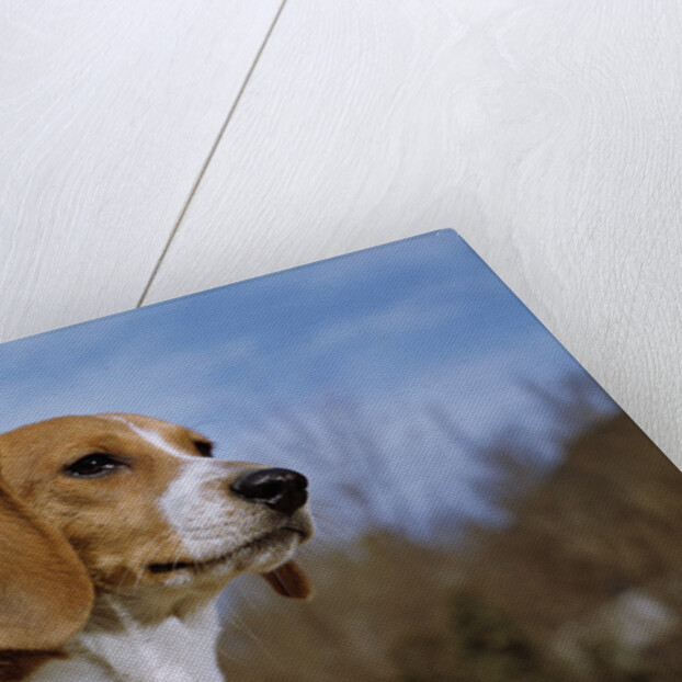 Young Beagle by Anonymous