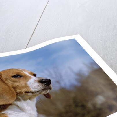 Young Beagle by Anonymous