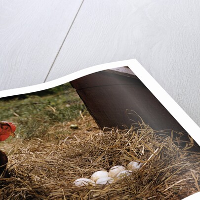 Chicken Looking at Nest of Eggs by Anonymous