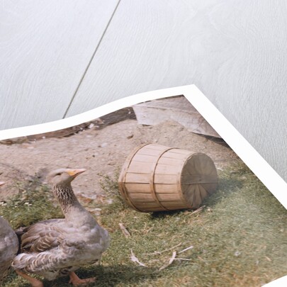 Flock of Geese on a Farm by Anonymous