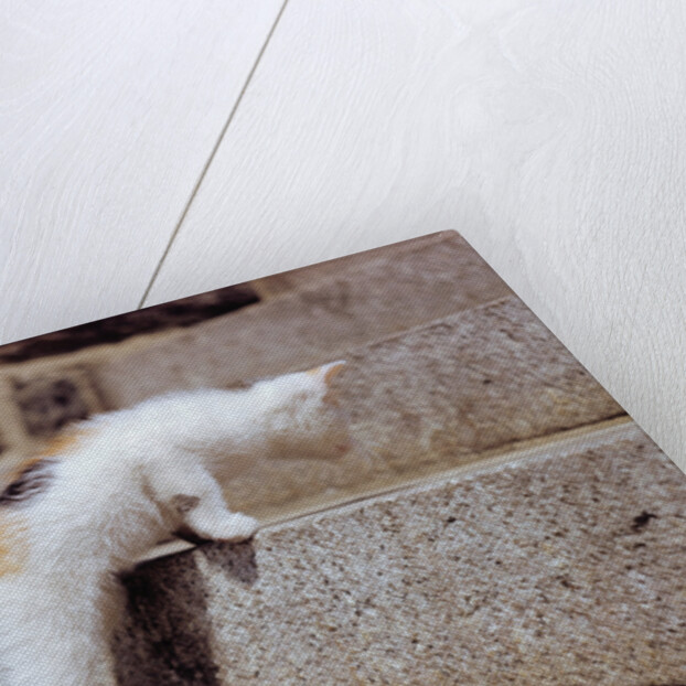 Kitten Climbing Stairs by Anonymous