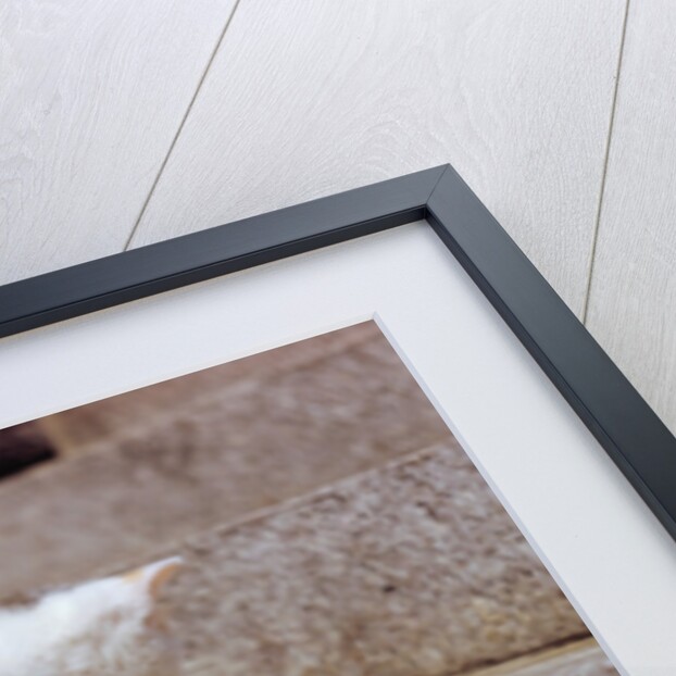 Kitten Climbing Stairs by Anonymous