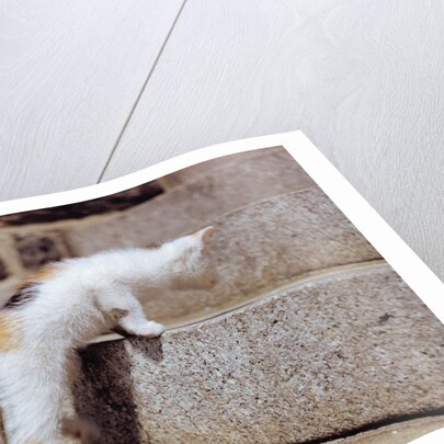 Kitten Climbing Stairs by Anonymous