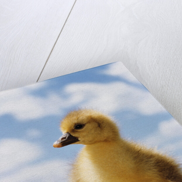 Fuzzy Duckling by Anonymous