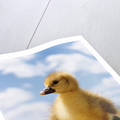 Fuzzy Duckling by Anonymous