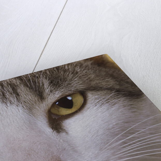 Face of a Cat by Anonymous