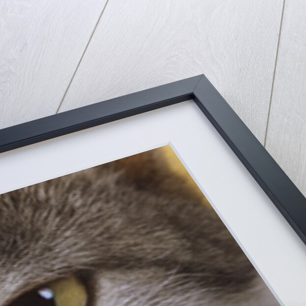 Face of a Cat by Anonymous