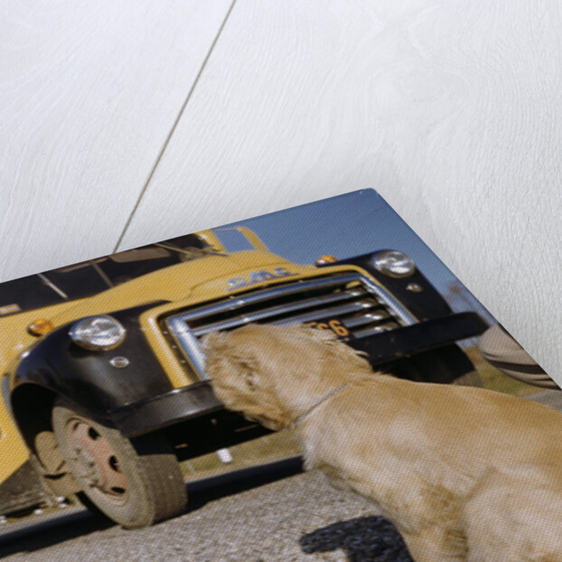 Faithful Dog Watching Boy Enter School Bus by Anonymous