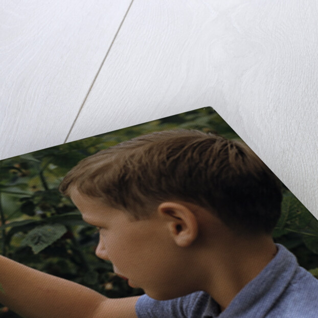 Boy Picking Raspberries by Anonymous