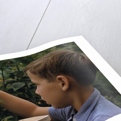 Boy Picking Raspberries by Anonymous