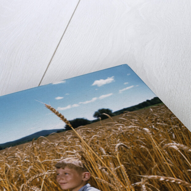 Boy Standing in Field of Wheat by Anonymous